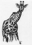 Previous image - Giraffe
